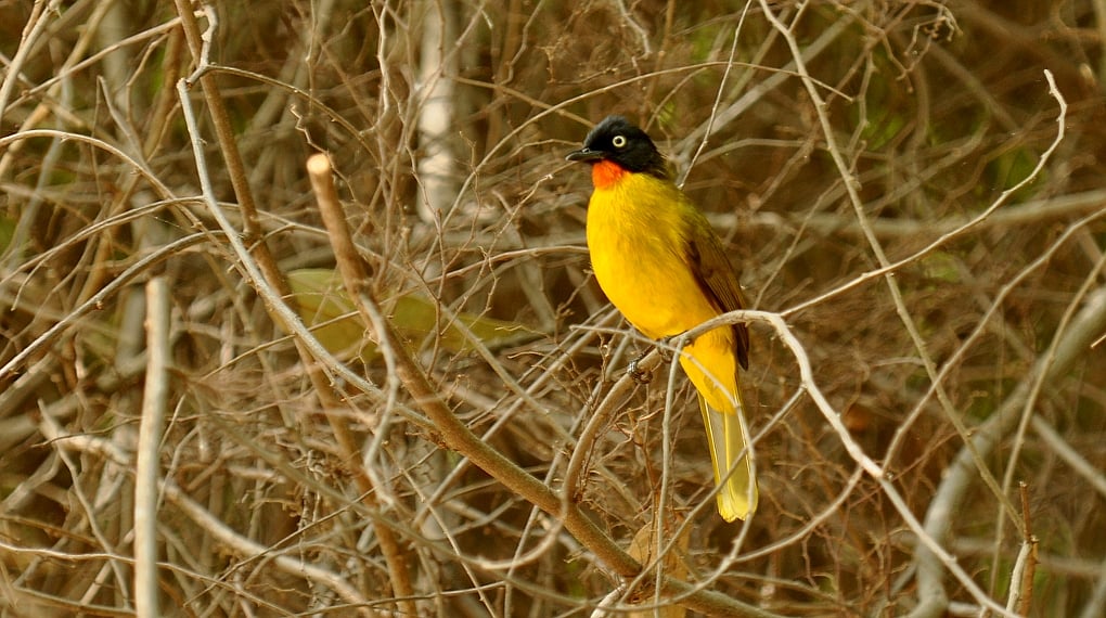 Data from: Active restoration fosters better recovery of tropical ...