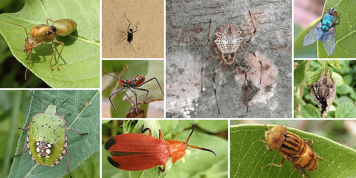 Commonly spotted Insects and Spiders in the city of Bengaluru - for the ...