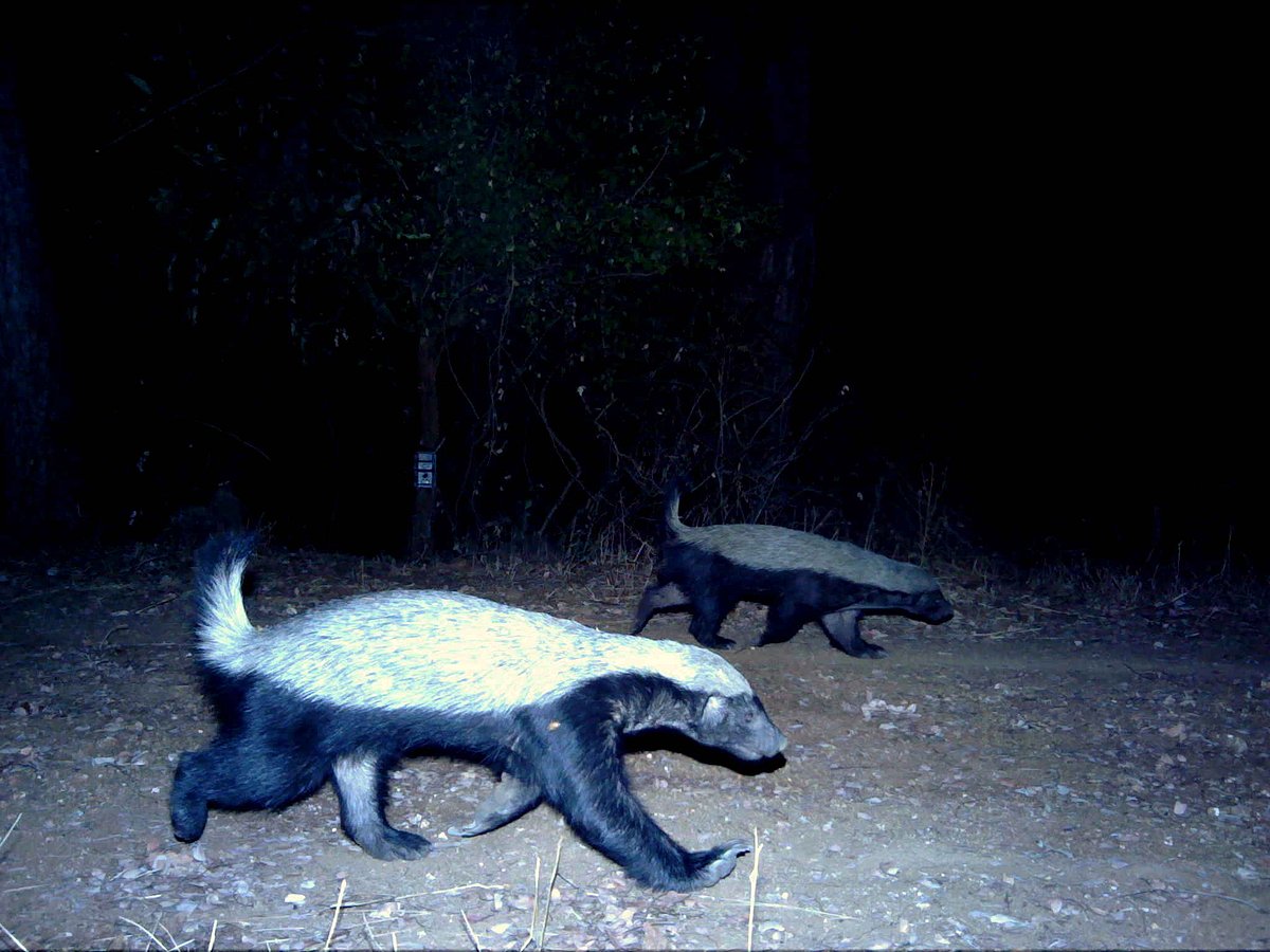 Photographic records of the Ratel Mellivora capensis from the southern ...