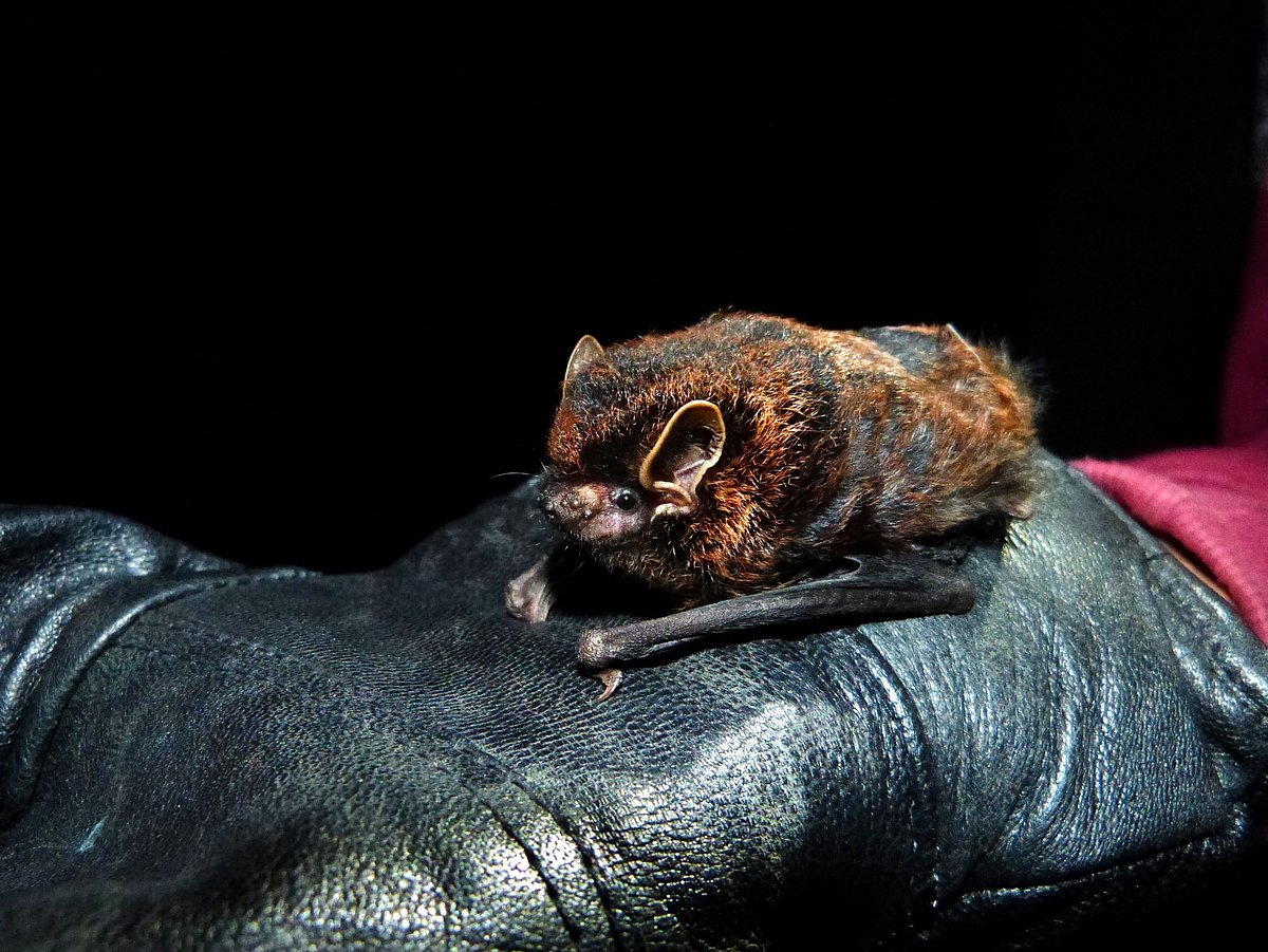 Researcher, Bat Conservation Project