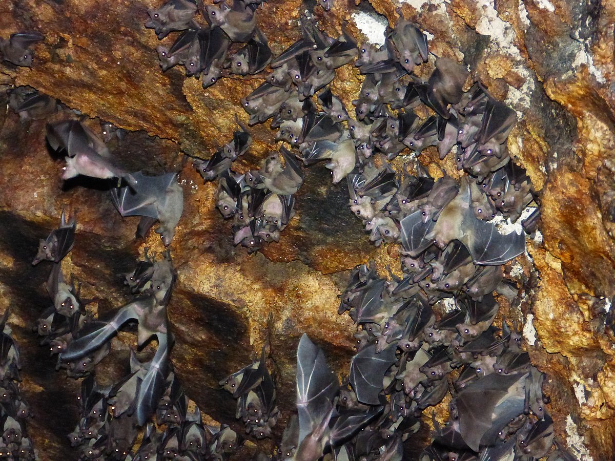 Bat Conservation in India