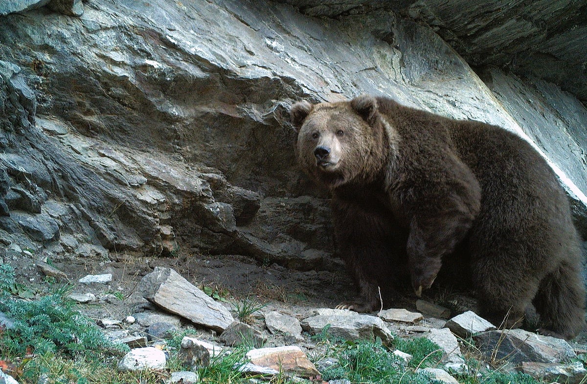 Understanding the complex dynamics of Bear interactions