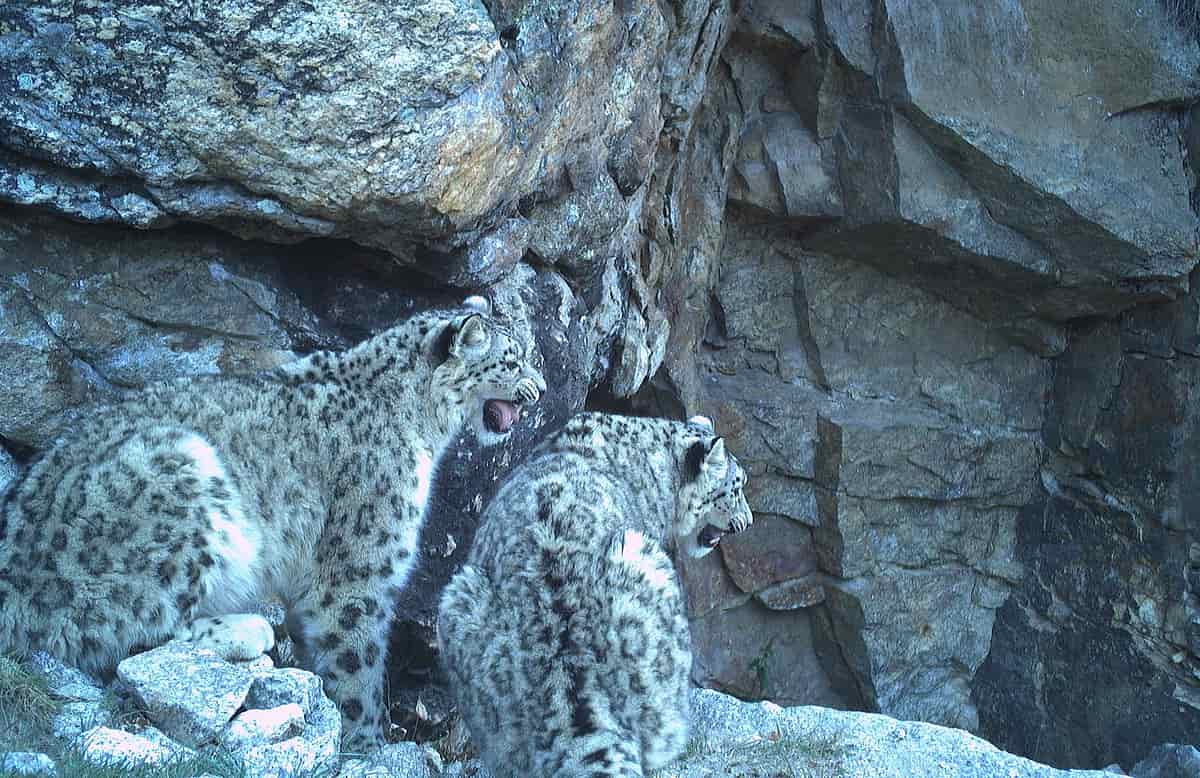 Snow Leopard Habitat All About Animal Wildlife: Snow Leopard Facts And
