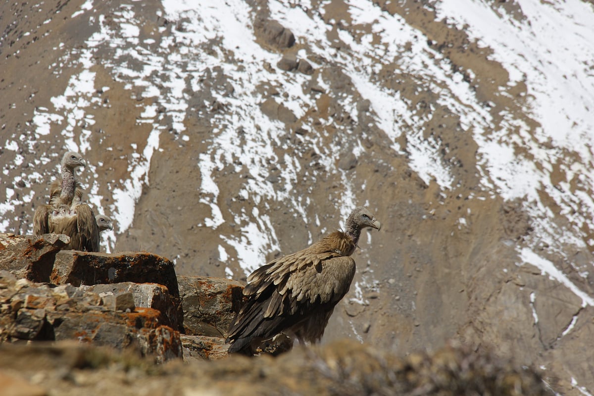 Himalayan Predators Meet the raptors of high Himalaya