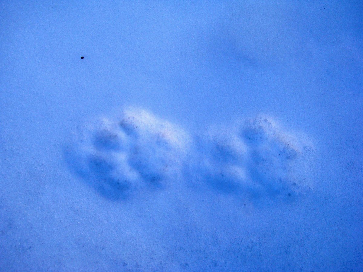 Snow leopard field tool kit