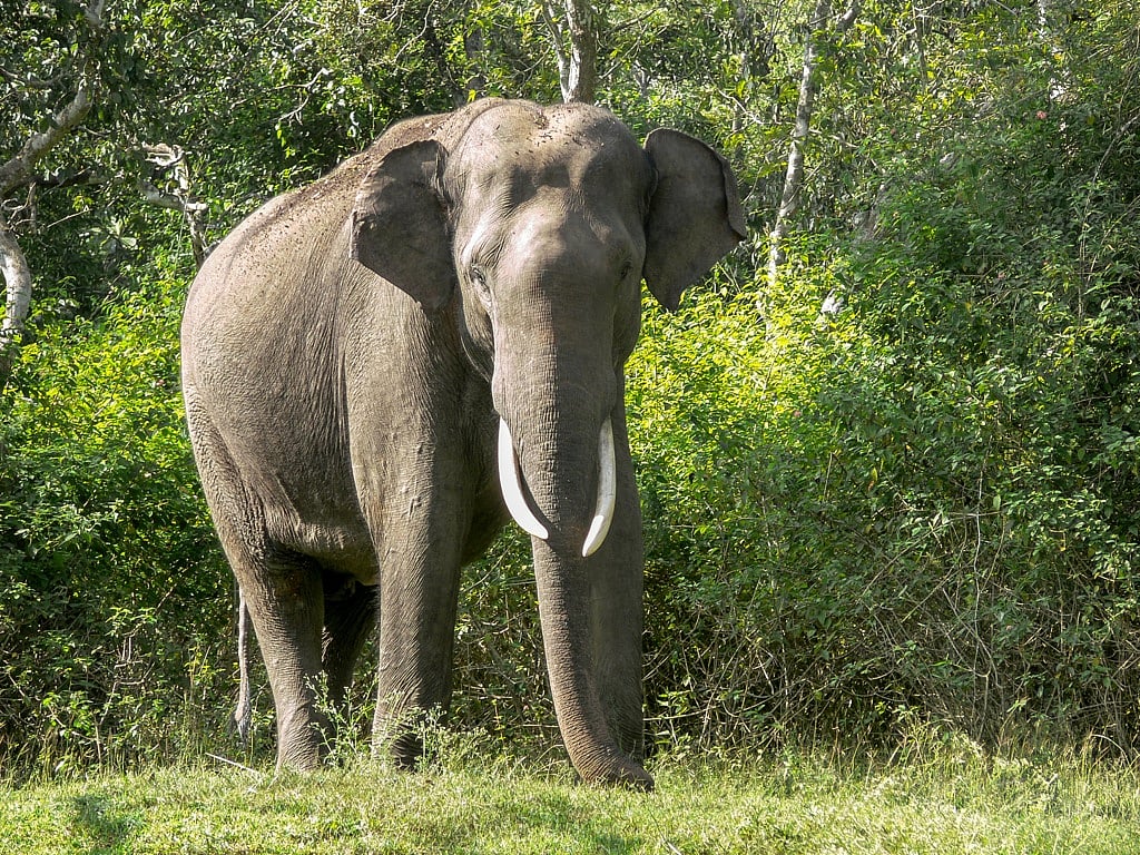 Making room for elephants