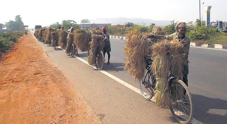 Odisha: Paddy procurement delay leaves farmers frustrated