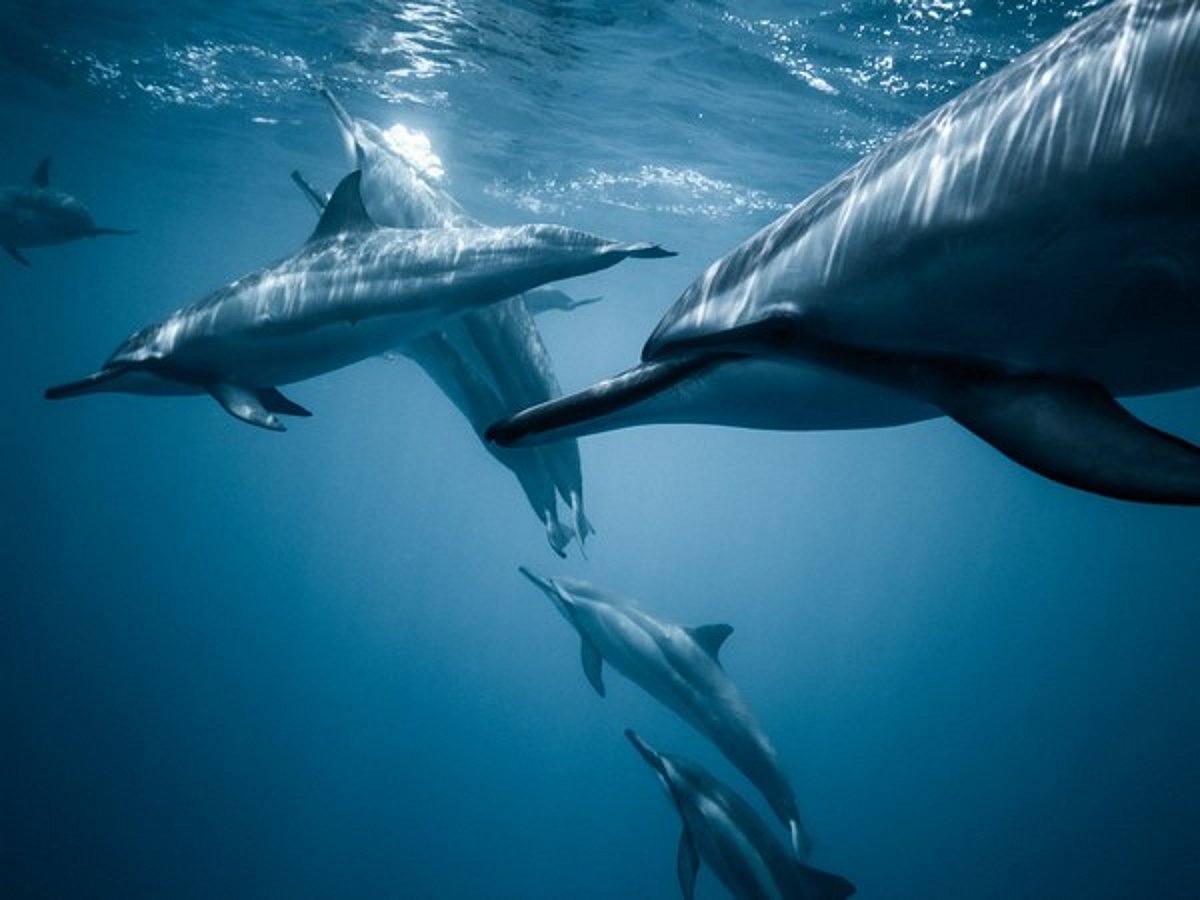 India's first dolphin survey reveals 6324, conservation efforts intensified