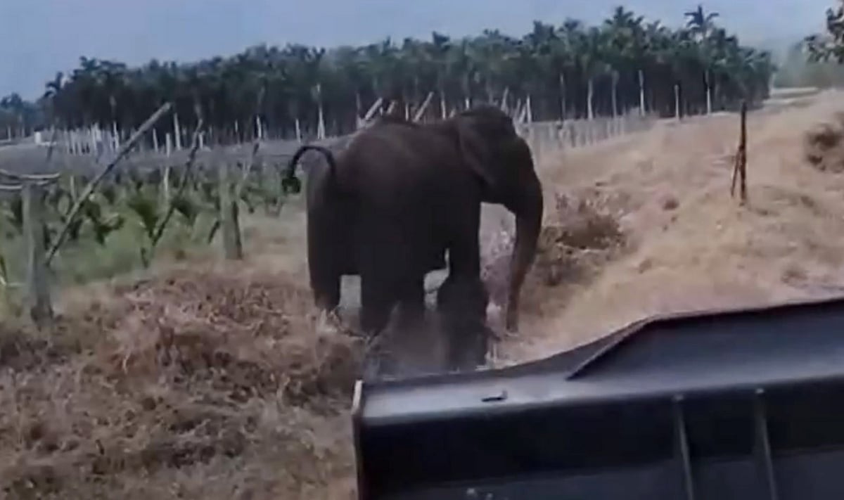 Elephant calf slips into canal; rescued, reunited with mother in TN