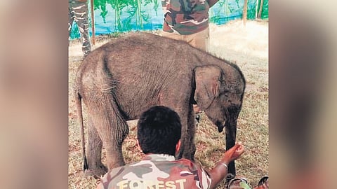 The elephant calf has been rescued by the forest department staff and is being taken care