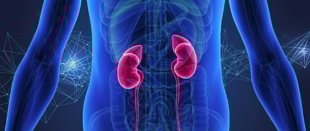 Ayurvedic concoction may prove affordable option in treating chronic kidney disease on its onset