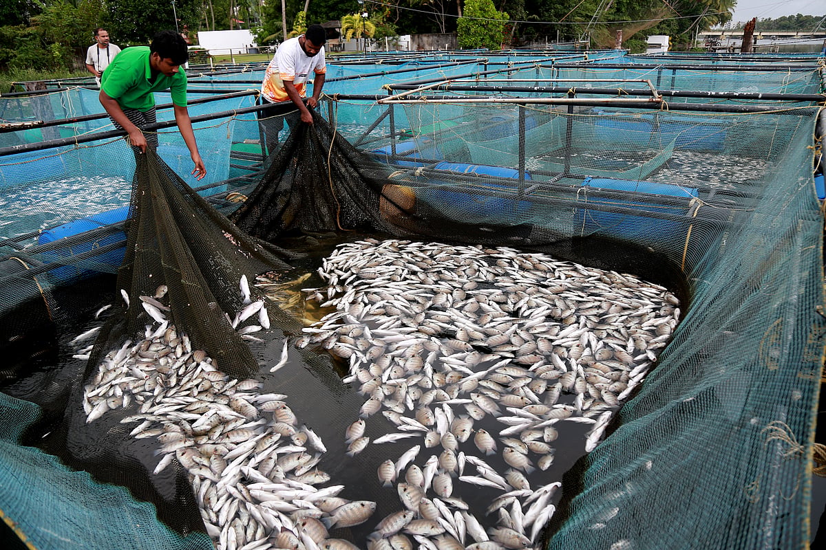 Irate farmers throw rotting fish into Kerala pollution control board compound to highlight their plight - Vimarsana News