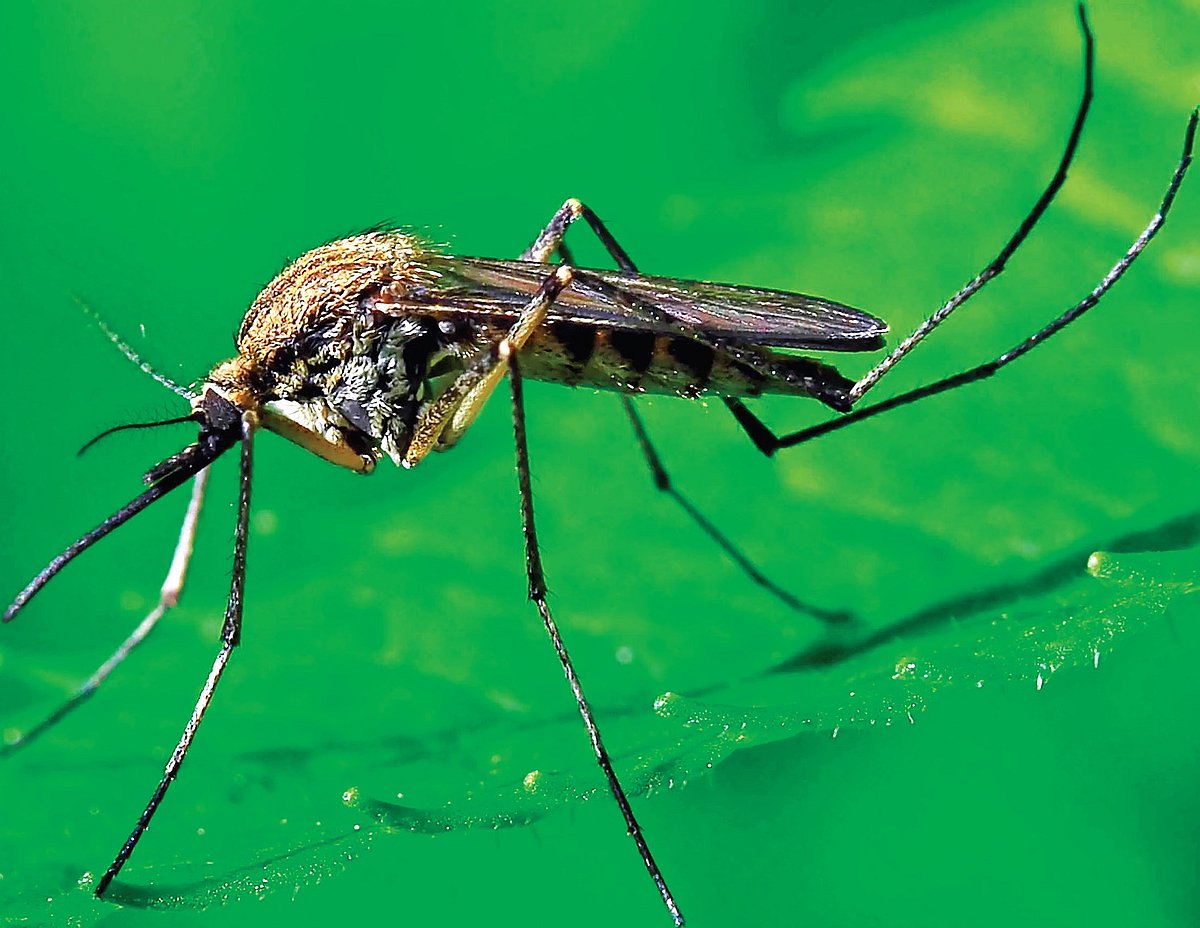 Preventive measures crucial as Malaria remains a public health concern in India Preventive measures crucial as Malaria remains a public health concern in India