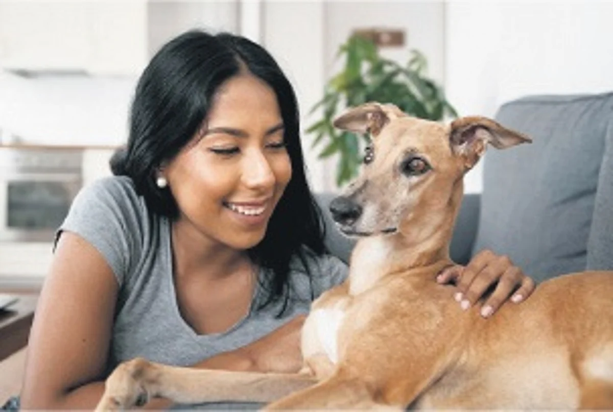 Fun and interactive pet care Fun and interactive pet care