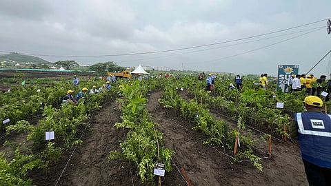 India's cleanest city Indore sets new world record by planting 11 lakh  saplings in one day