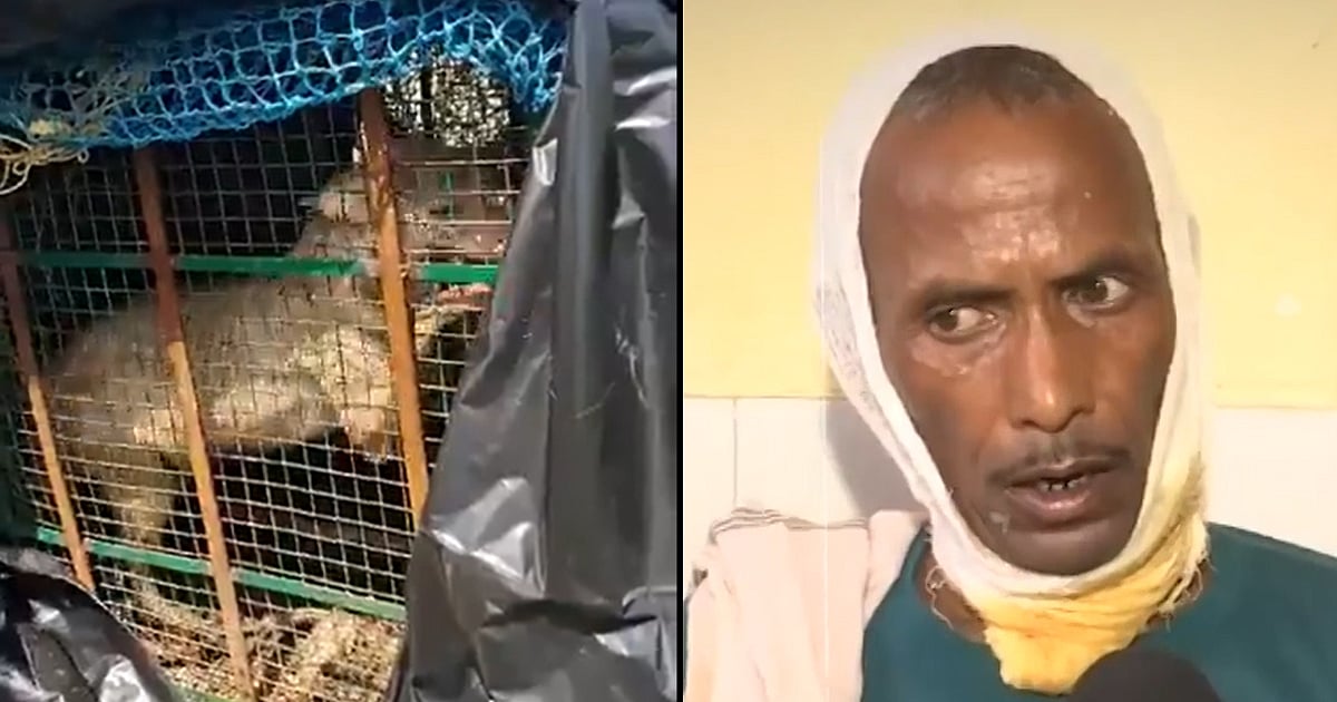Wolf Attacks Kill Toddler, Injure Elderly Woman in India