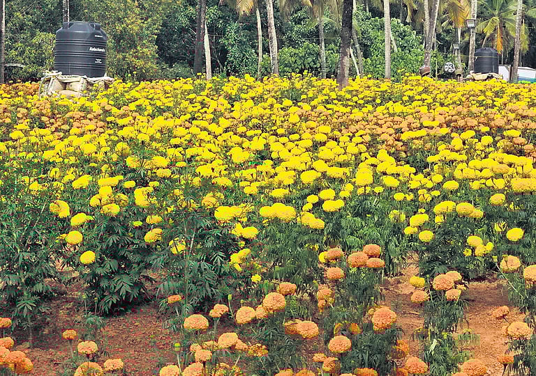 Southern districts in Kerala reap rich dividends in marigold