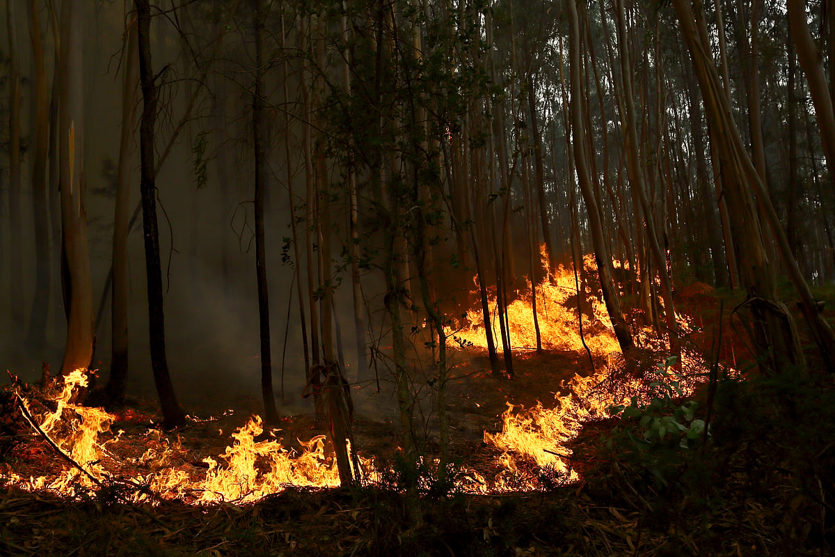 IN PICS | Portugal declares a state of calamity as wildfires rage out of control