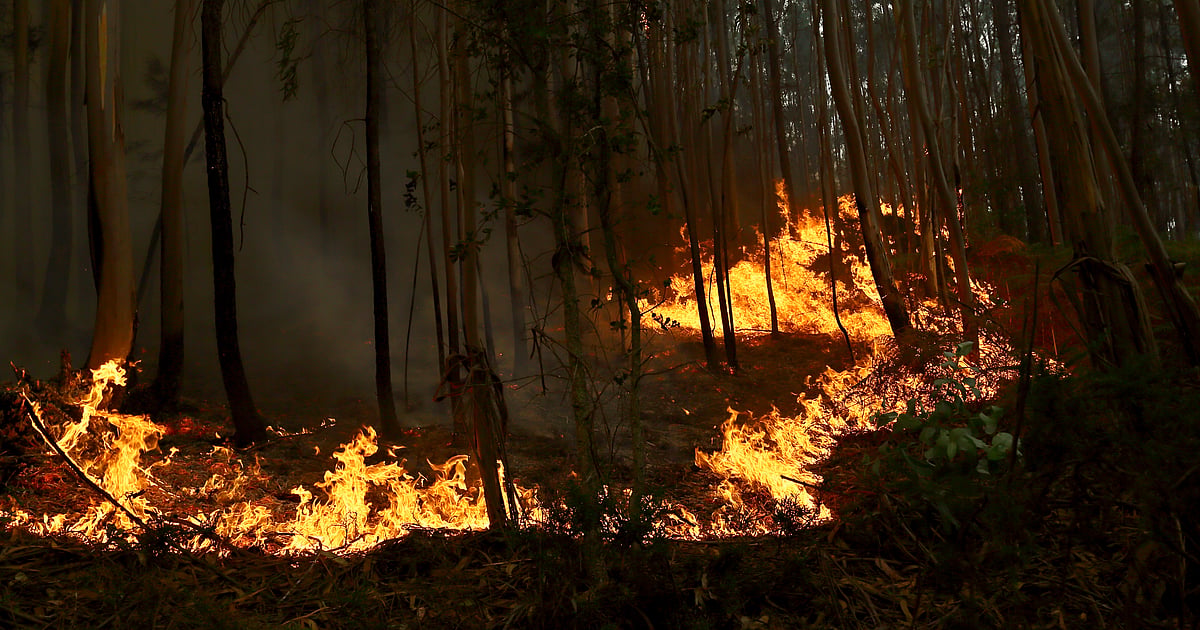 IN PICS | Portugal declares a state of calamity as wildfires rage out of control IN PICS | Portugal declares a state of calamity as wildfires rage out of control