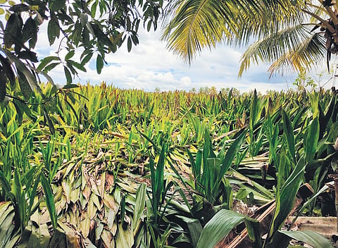 Malayan Hanguana is a large, perennial plant that poses a significant threat to local biodiversity