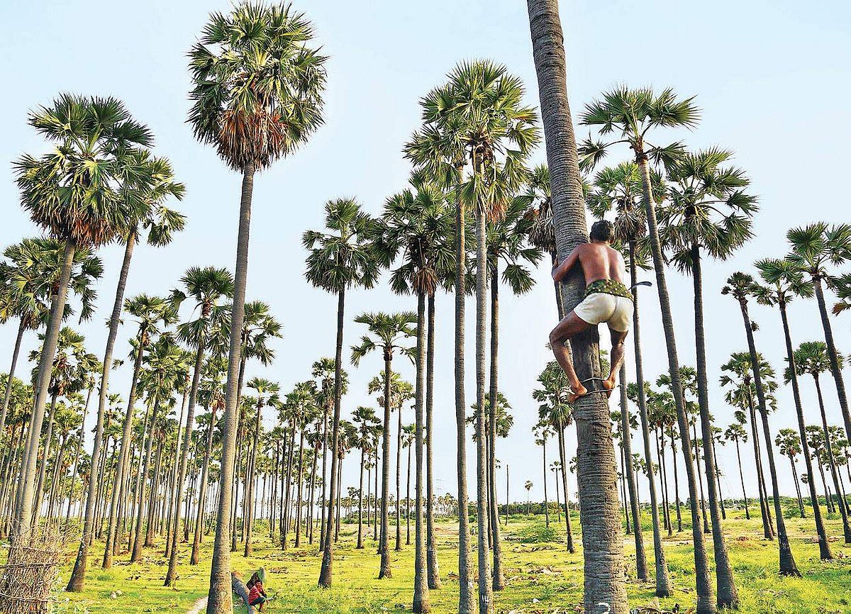 Palmyra seeds to be planted at water bodies in Madurai, two lakh seeds ...