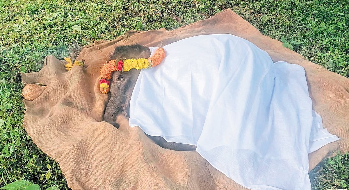 Rescued she elephant calf dies at Theppakkadu camp in Mudumalai Tiger