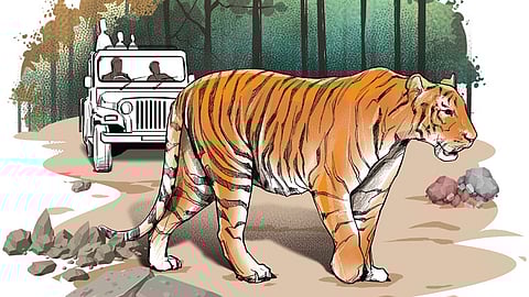 Debate On Translocation Of Tigers: Pros, Cons, and Conservation Debate On Translocation Of Tigers: Pros, Cons, and Conservation