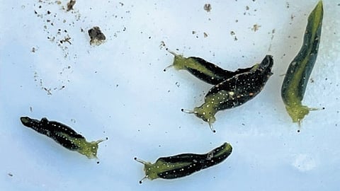 Can Slugs Survive in Water: Shocking Truths Revealed