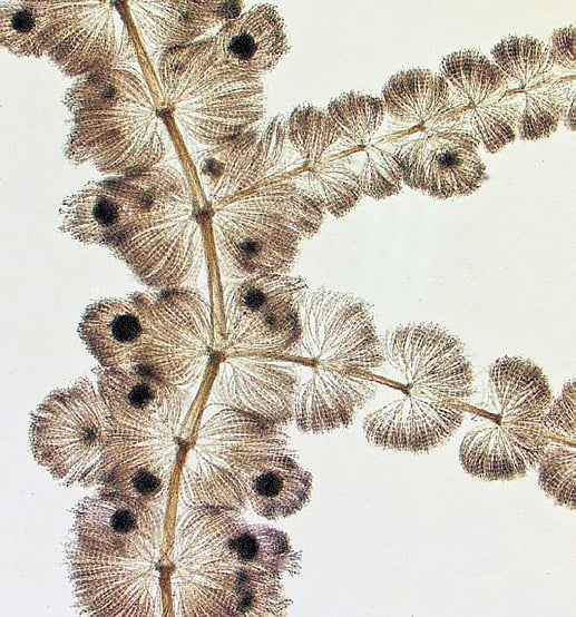 New freshwater algae species discovered in Western Ghats