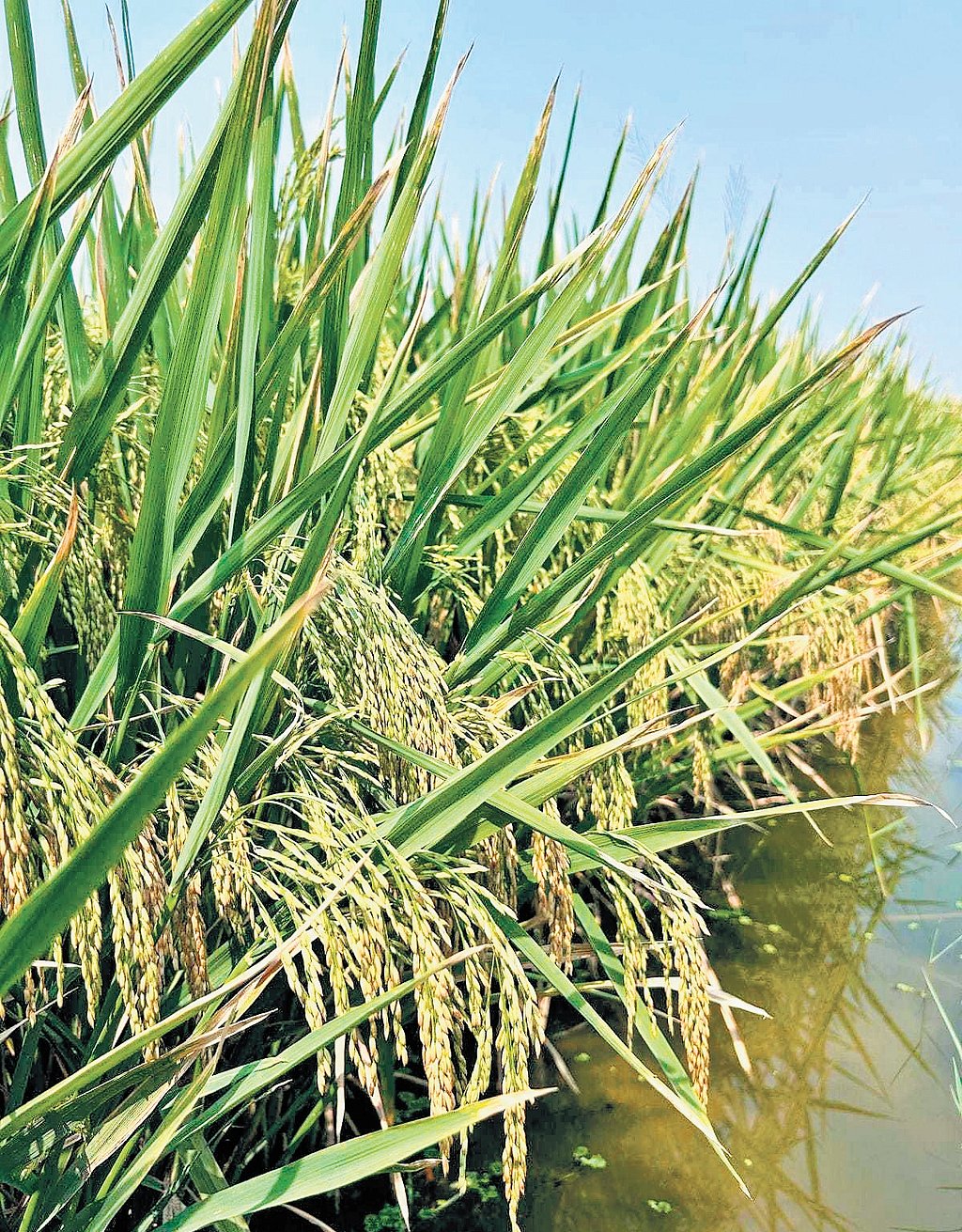 Recipe with science, sentiment and rice