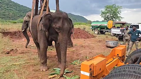 Ailing mother elephant undergoes treatment at TN's Maruthamalai foothills