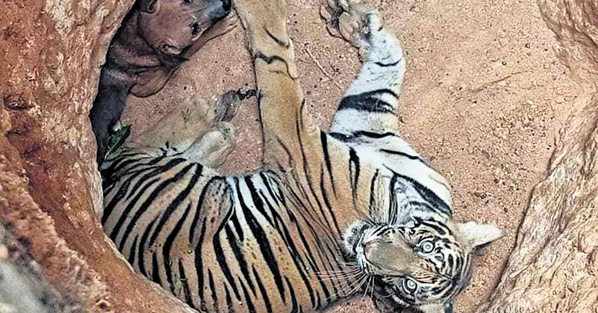 The New Indian Express - Business - News Image