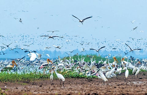Large flocks of birds at Thrissur Ponnani kole wetlands, a thriving ecosystem 