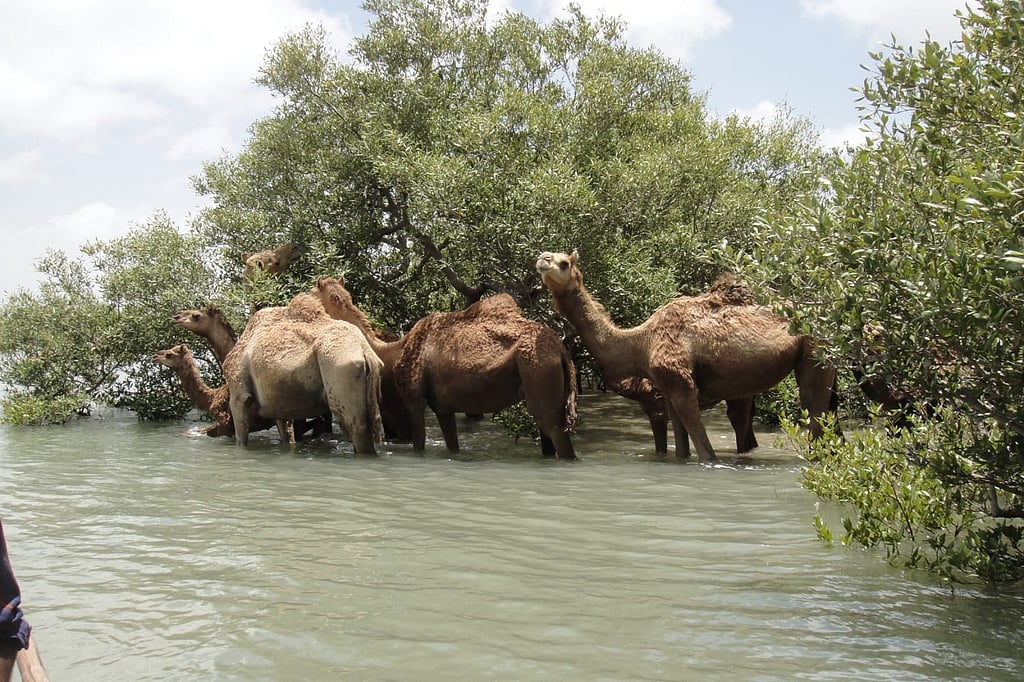 Image source - https://www.newindianexpress.com/nation/2025/Jul/03/iconic-swimming-camels-face-extinction-threat-as-illegal-salt-pans-ravage-mangrove-forests-in-gujarats-kutch
