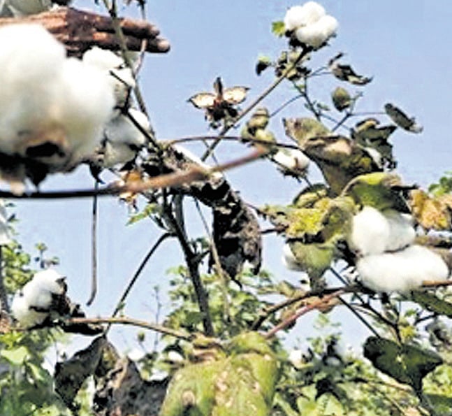 The New Indian Express - Business - News Image