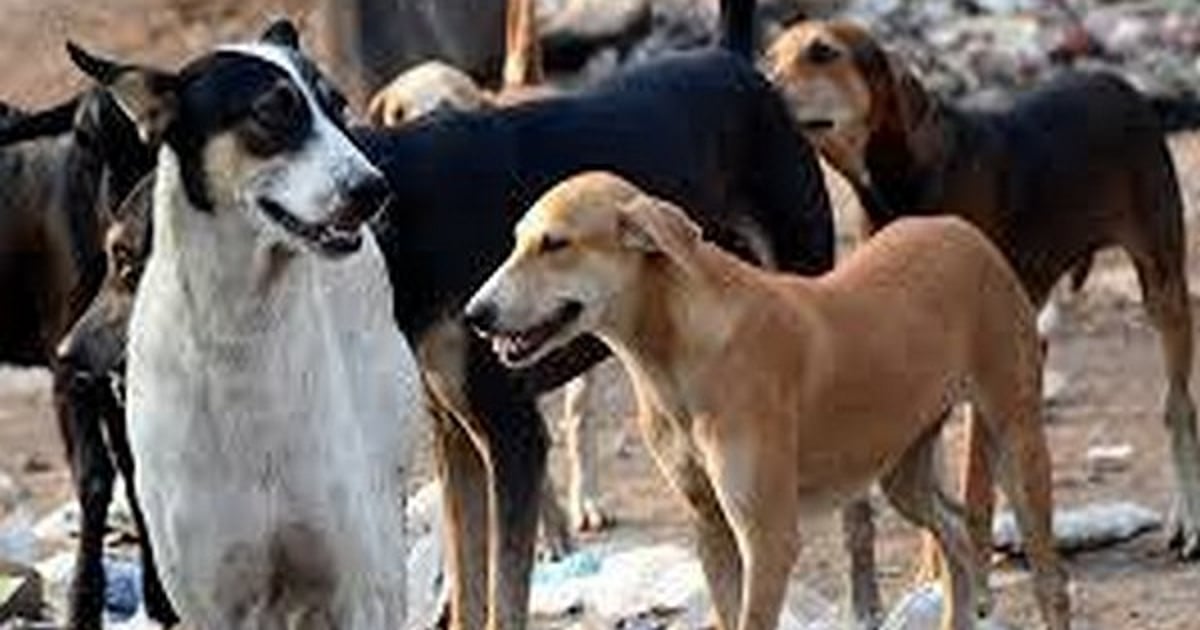 The New Indian Express - Other - News Image