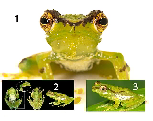 Gracixalus patkaiensis (Pataki green tree frog).