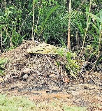 The New Indian Express - Environment - News Image