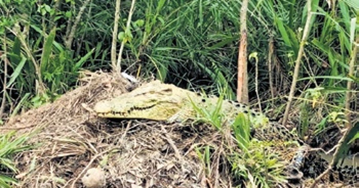 The New Indian Express - Environment - News Image