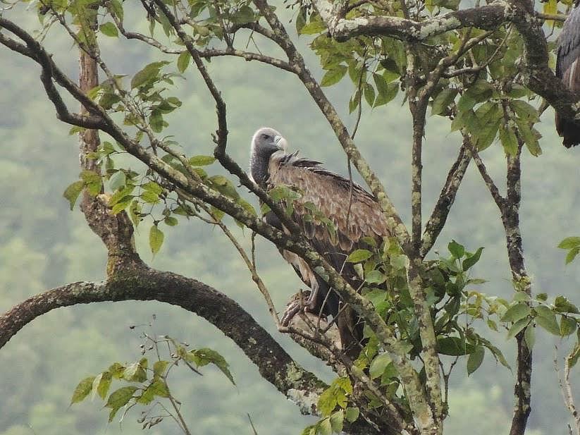 Vulture population across three south states rises to 320; maximum