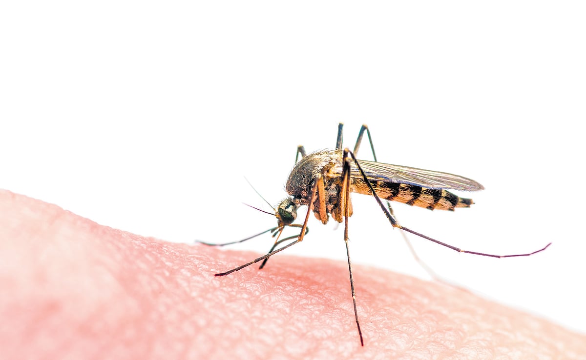 Eco BioTrap: Sting operation