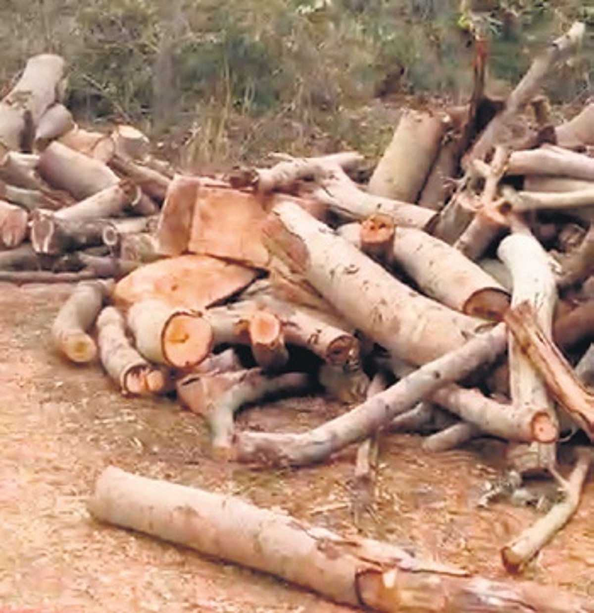 Tamil Nadu Tourism department refuses to reveal info about trees felled near boat house Tamil Nadu Tourism department refuses to reveal info about trees felled near boat house