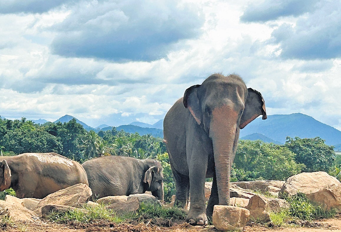 The going gets greener in Sri Lanka