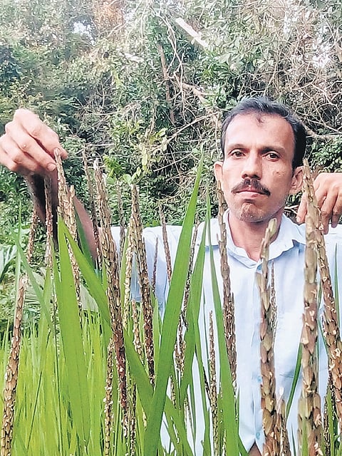 The Rice Man of India
