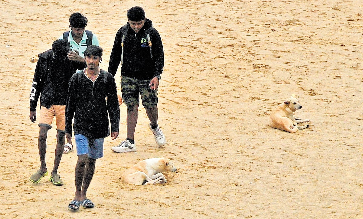 Stray dogs posing threat to tourists, residents in Varkala