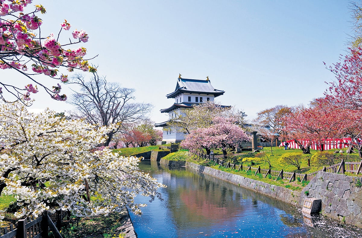 Discover Japan’s serene cherry blossom havens