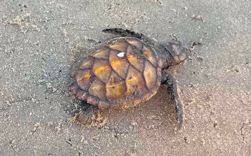 Critically endangered species of turtle hatchling sighted for first ...