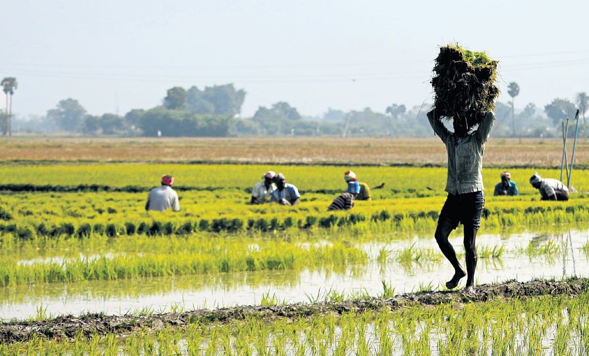 Varappu Irrigate more land areas, maintain waterbodies: Ramanathapuram farmers