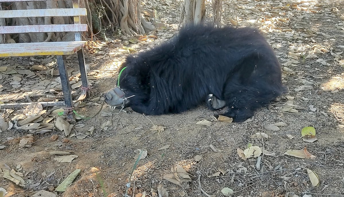 Rising seizures of dancing sloth bears raise alarm of illegal wildlife
