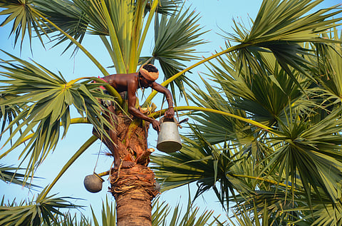 Climate change: Palm juice production dips due to heat waves, low rainfall